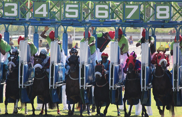 horses